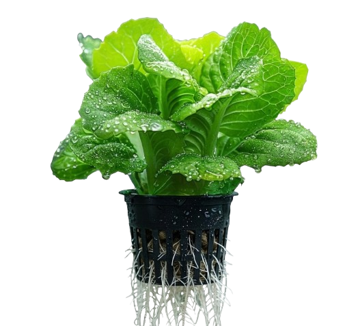 Fast growing aeroponic plants
